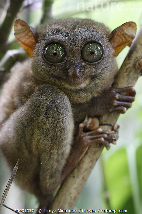 stock-photo-of-philippine-tarsier-tarsius-syrichta-native-to-the