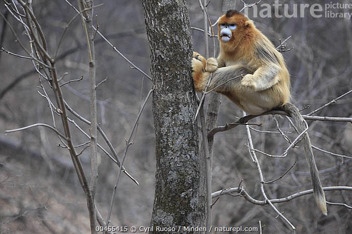 Stock photo of Golden Snub-nosed Monkey (Rhinopithecus roxellana) male ...