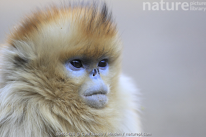 Stock photo of Golden Snub-nosed Monkey (Rhinopithecus roxellana ...