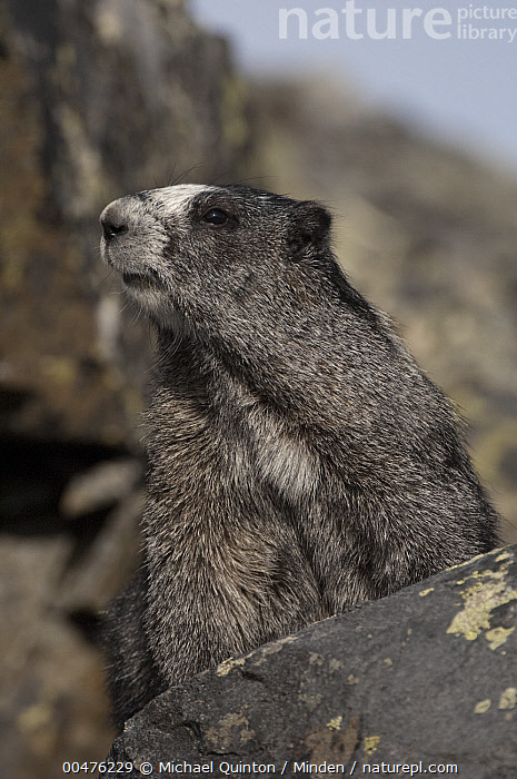 Stock photo of Hoary Marmot Marmota caligata Yukon Canada. Available for sale on www.naturepl