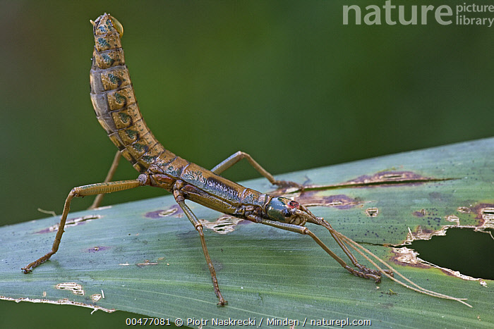 Stock photo of Stick Insect (Thaumatobactron sp), Papua New Guinea ...
