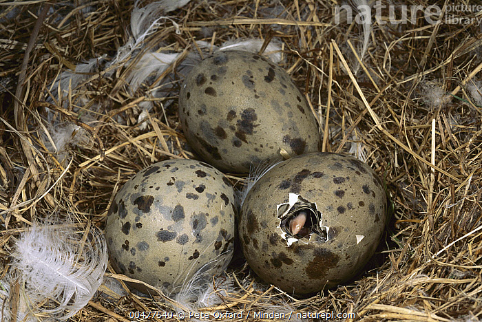 stock-photo-of-herring-gull-larus-argentatus-egg-hatching-lake