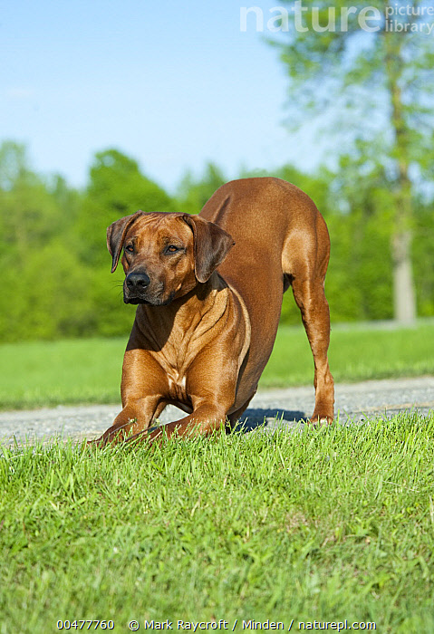 Bow Bridge Ridgebacks Stock photo of Rhodesian Ridgeback (Canis familiaris) female in play ...