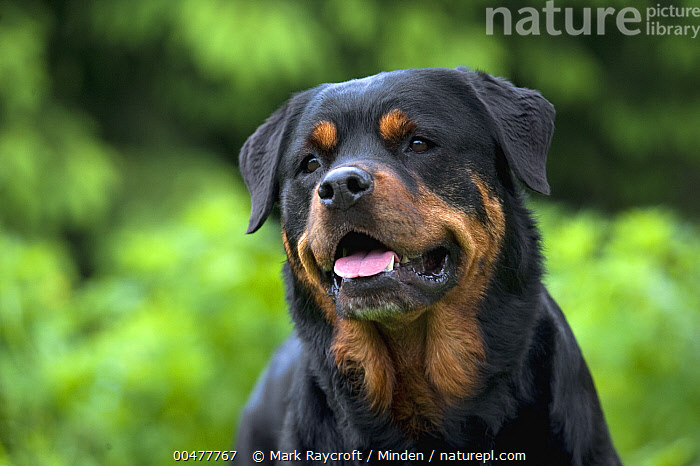 Stock photo of Rottweiler (Canis familiaris) female. Available for sale ...