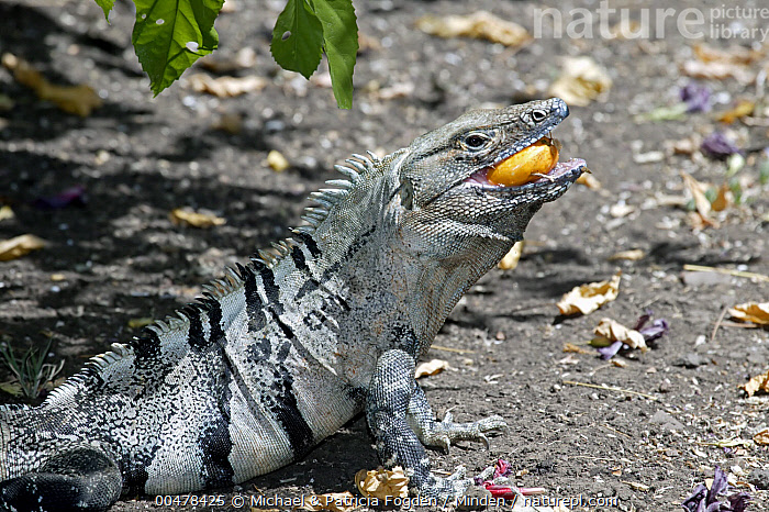 Stock photo of Black Spiny-tailed Iguana (Ctenosaura similis) male