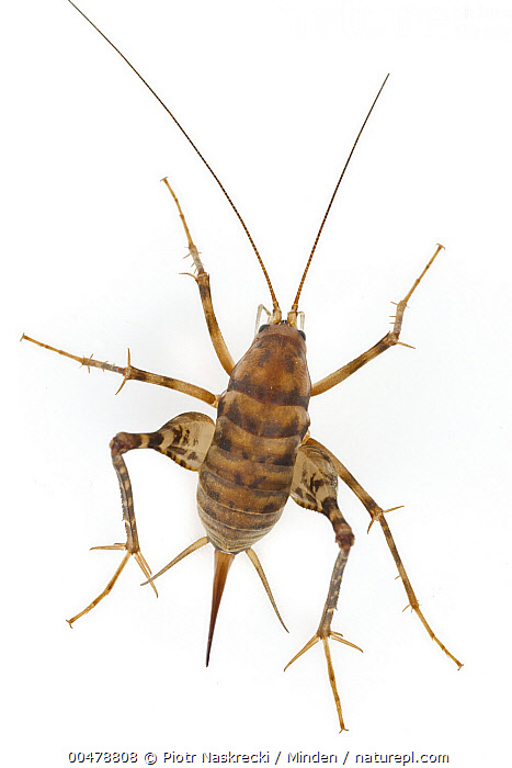 Stock photo of Greenhouse Camel Cricket (Diestrammena asynamora