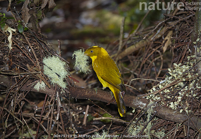 Stock photo of Golden Bowerbird (Prionodura newtoniana) male carrying ...