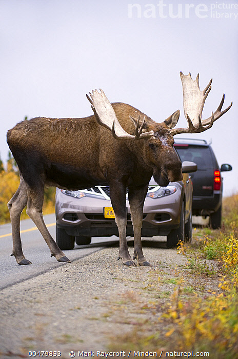 Stock photo of Moose (Alces alces) bull crossing road near cars, North ...