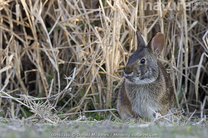 Stock photo of Marsh Rabbit (Sylvilagus palustris), Myakka River State ...