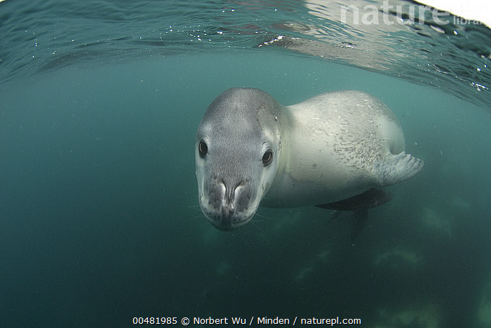 Stock photo of Leopard Seal (Hydrurga leptonyx) underwater, Antarctic ...