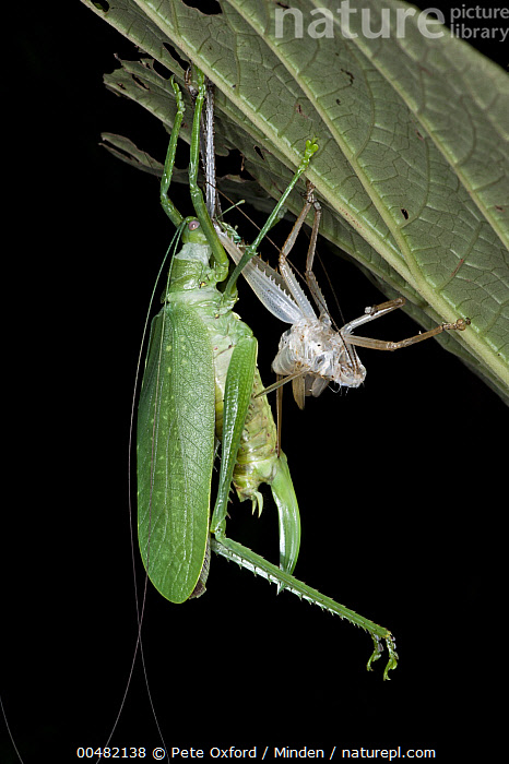 Stock photo of Katydid (Schedocentrus sp) molting showing emerged ...