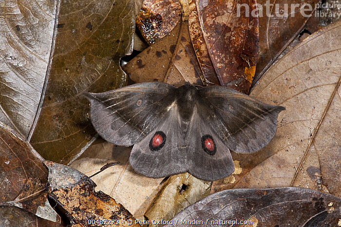 Stock photo of Saturniid Moth (Saturniidae) flashing eyespots in ...