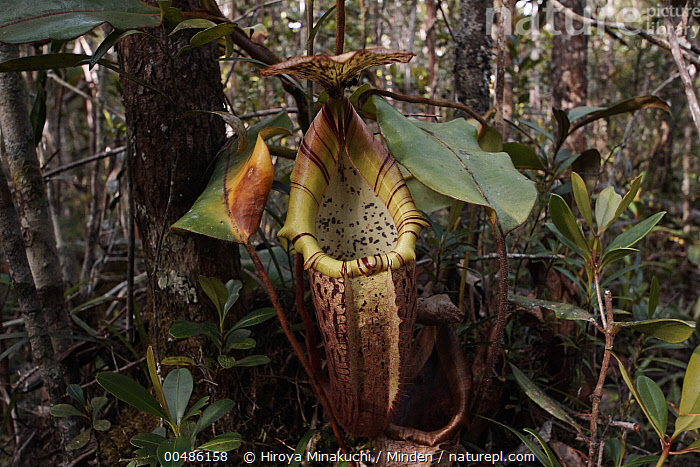 Stock Photo Of Pitcher Plant (Nepenthes Sp) Pitcher, Malaysia ...