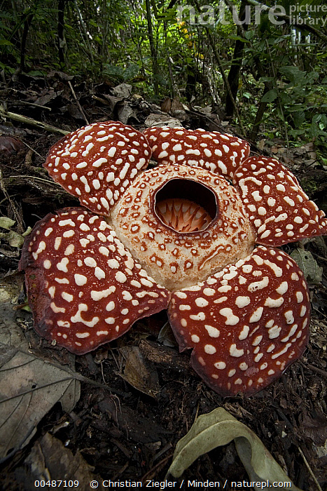 Stock photo of Rafflesia (Rafflesia pricei) flower, Sabah, Borneo ...