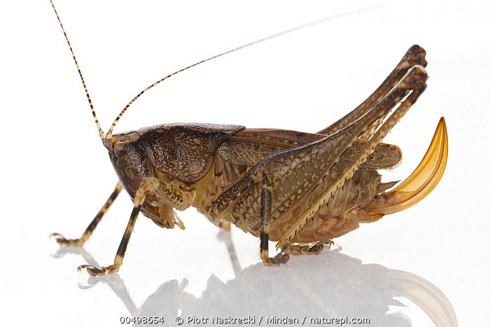 Uchittinga Insect Stock photo of Katydid (Uchuca sp), Suriname. Available for sale on www ...