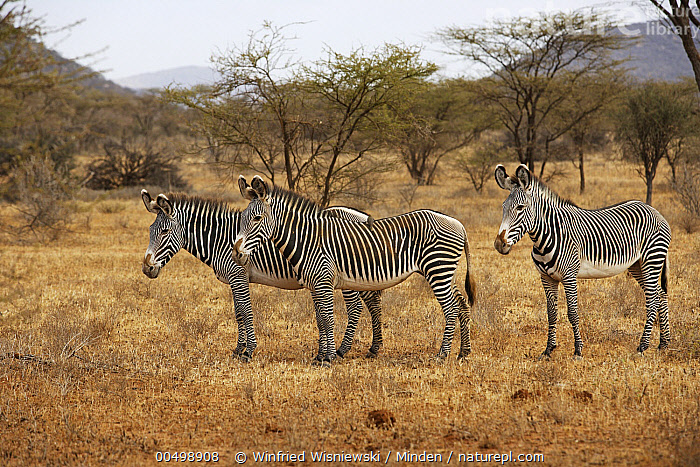 Zebra stock photo - Minden Pictures