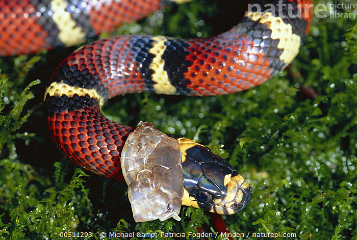 Milk Snake Or Milksnake Lampropeltis Triangulum Nelsoni Stock Photo -  Download Image Now - iStock