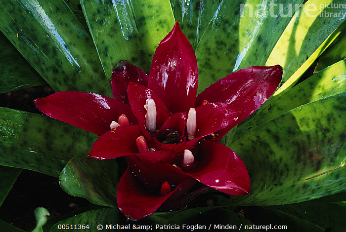 Stock photo of Tank Bromeliad (Nidularium rutilans) close-up, southeast ...