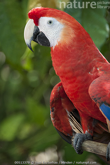 Stock photo of Scarlet Macaw (Ara macao), Osa Wildlife Sanctuary, Costa