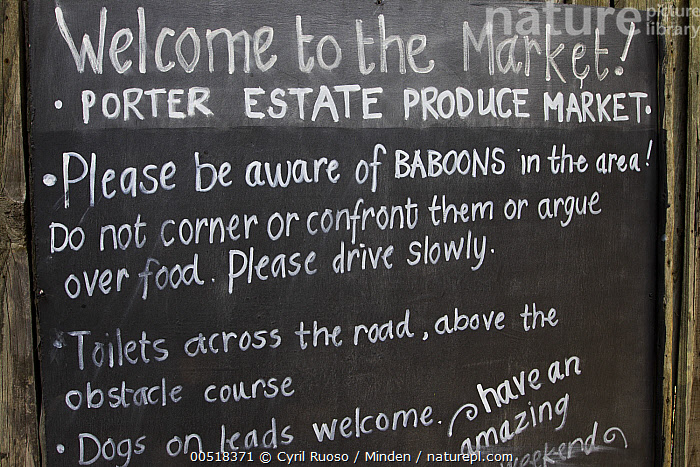 Stock photo of Chacma Baboon (Papio ursinus) warning sign in market ...