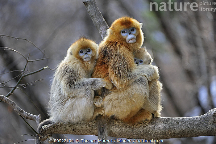 Stock photo of Golden Snub-nosed Monkey (Rhinopithecus roxellana ...