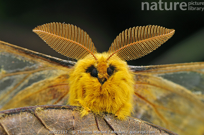Stock photo of Saturniid Moth (Rhodinia fugax) male, Qinling Mountains ...