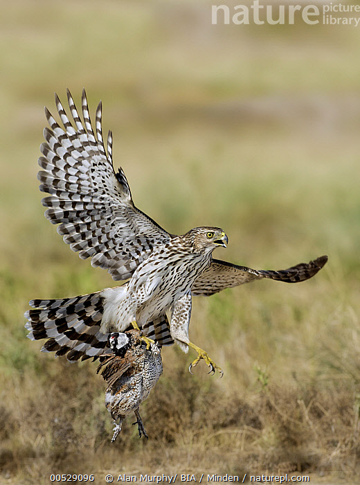 Stock photo of Cooper's Hawk (Accipiter cooperii) flying with prey ...