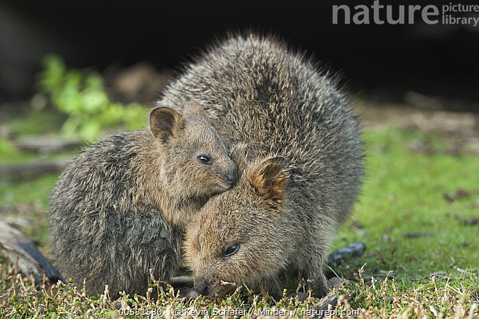 Stock photo of Quokka (Setonix brachyurus) mother and joey