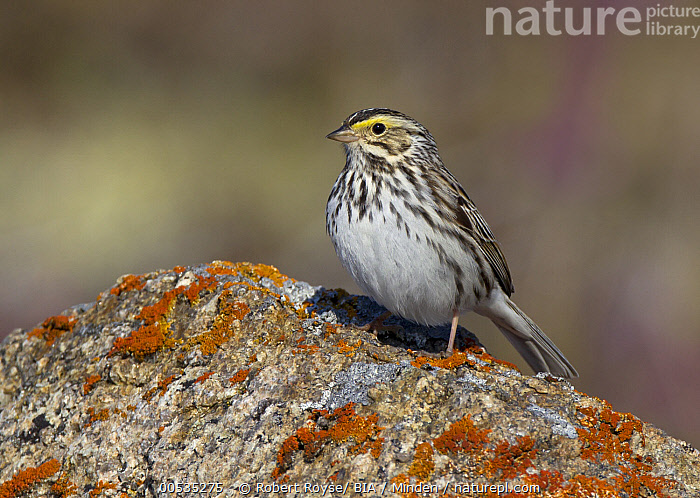 Stock photo of Savannah Sparrow (Passerculus sandwichensis), Manitoba