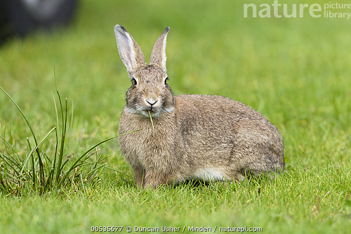 Superclass Rabbit Classification Stock photo of European Rabbit (Oryctolagus cuniculus), Netherlands ...