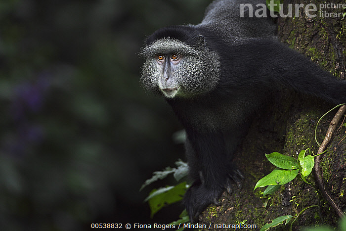 Cercopithecus Rabacus Stock photo of Blue Monkey (Cercopithecus mitis) sub-adult male in tree ...