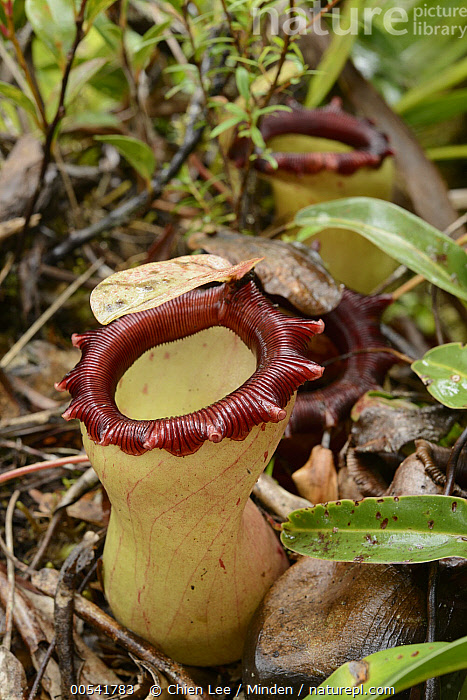 Stock photo of Pitcher Plant (Nepenthes ventricosa), Mhojeg Peak