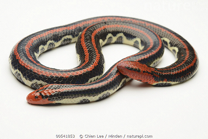 Stock photo of Blanford's Pipe Snake (Cylindrophis lineatus) raising its  tail which is…. Available for sale on