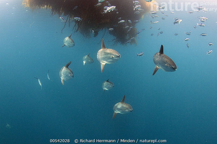 Sunfish Float Stock photo of Ocean Sunfish (Mola mola) group gather under floating ...