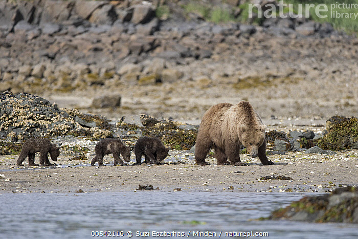 Stock photo of Brown Bear (Ursus arctos) female and cubs foraging for ...