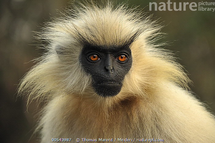 Stock Photo Of Golden Langur Trachypithecus Geei Chakrashila Wildlife Sanctuary Available