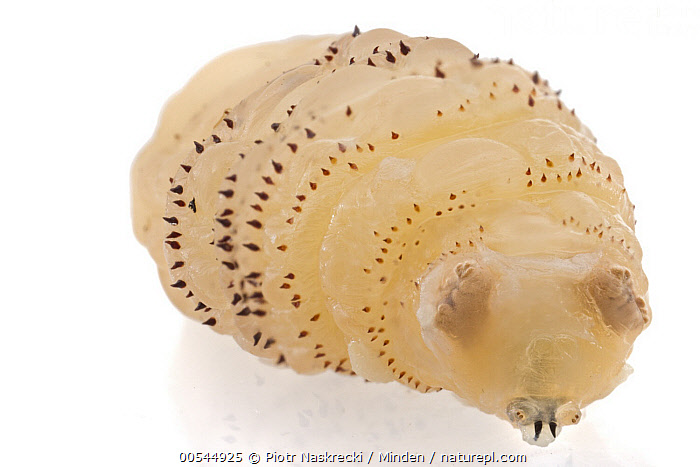 Stock photo of Human Botfly (Dermatobia hominis) third instar larva ...