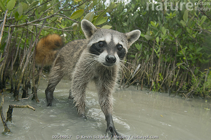 Stock Photo Of Cozumel Raccoon Procyon Pygmaeus Cozumel Island Stock Photo Of Cozumel Raccoon Procyon Pygmaeus Cozumel Island