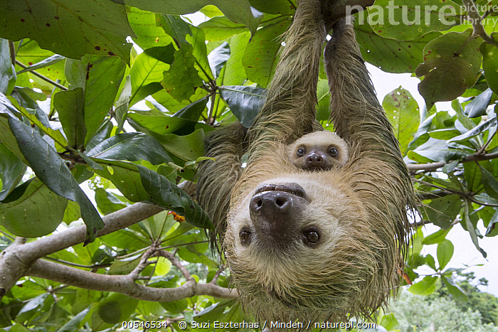 Stock Photo Of Hoffmanns Two Toed Sloth Choloepus Hoffmanni Mother