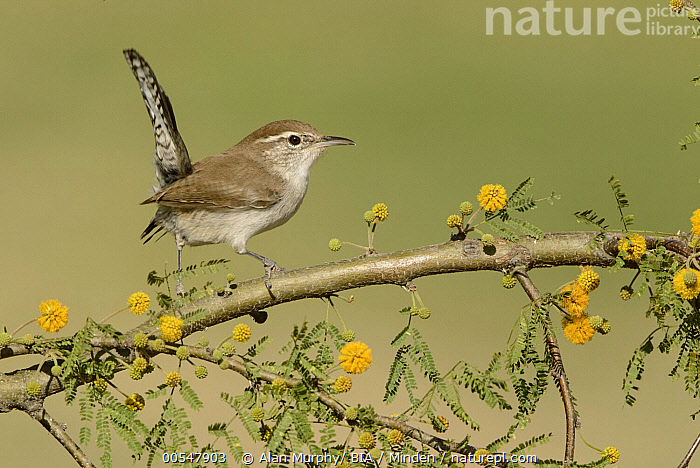 Stock photo of Bewick's Wren (Thryomanes bewickii), Texas. Available ...