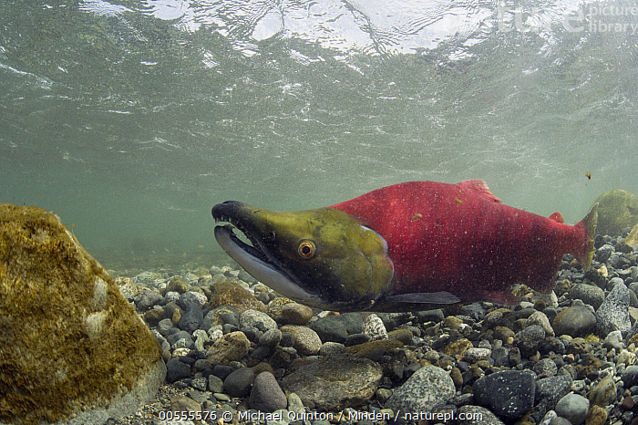 Stock photo of Sockeye Salmon (Oncorhynchus nerka) in breeding colors ...