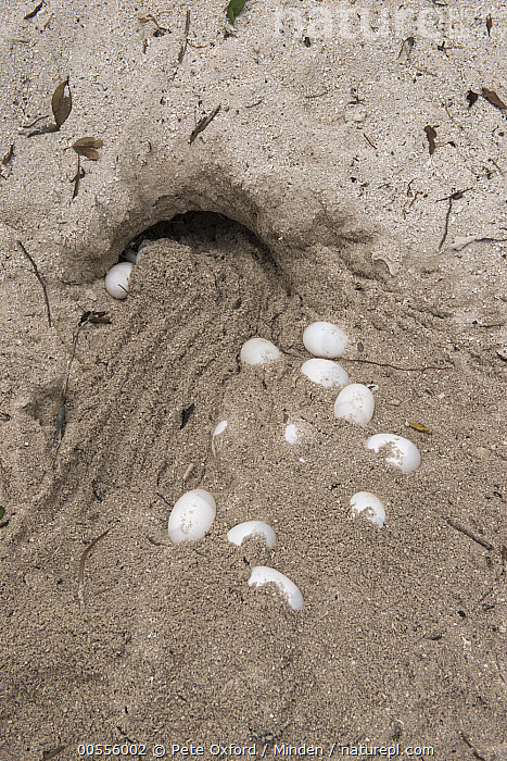 Stock photo of American Crocodile (Crocodylus acutus) nest excavated by nesting female…. Available for licencing on www.naturepl.com