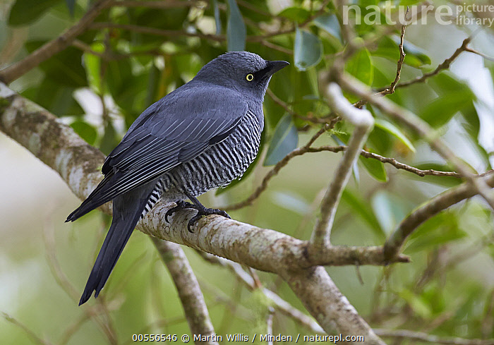 Stock photo of Yelloweyed Cuckooshrike (Coracina lineata), Yungaburra