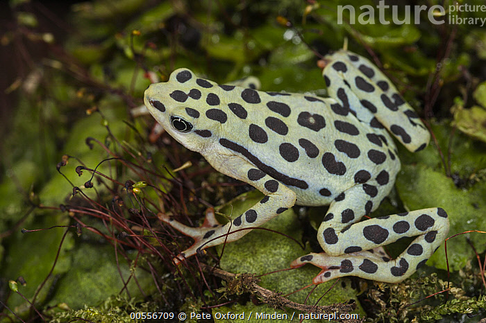 Stock photo of Rio Pescado Stubfoot Toad (Atelopus balios
