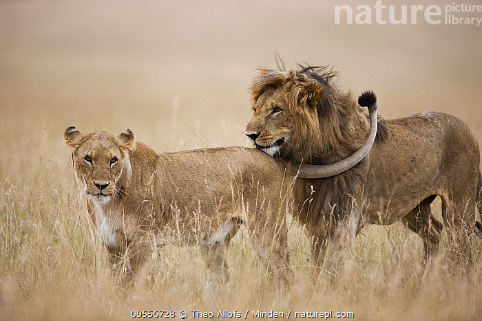 Stock photo of African Lion (Panthera leo) pair courting, Masai Mara ...