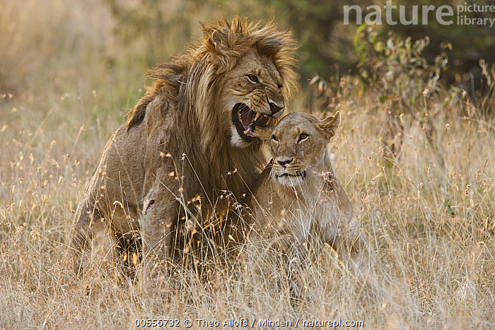 Stock photo of African Lion (Panthera leo) pair mating, Masai Mara ...