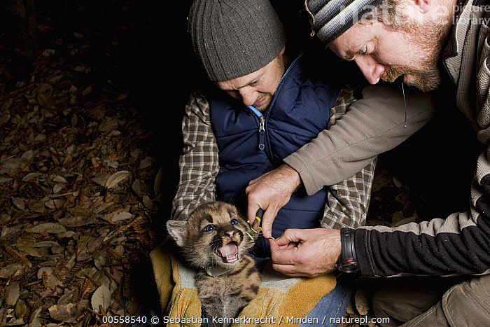 Stock photo of Mountain Lion Puma concolor biologists Max Allen