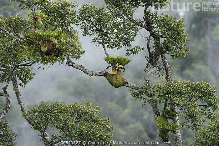 Stock photo of Staghorn Fern (Platycerium ridleyi) group on