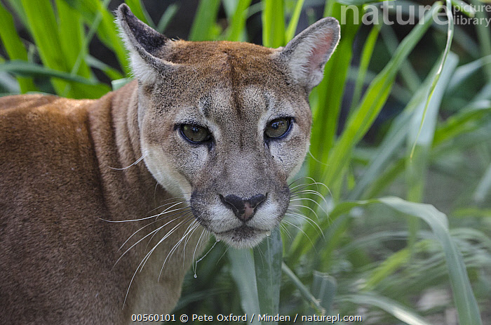 Stock photo of Mountain Lion (Puma concolor), Guyana Zoological Park,  Georgetown, Guyana. Available for sale on