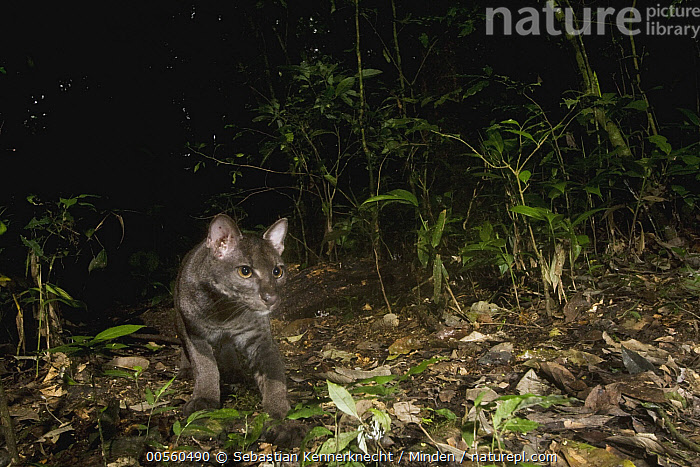 Stock photo of African Golden Cat (Caracal aurata) grey morph subadult